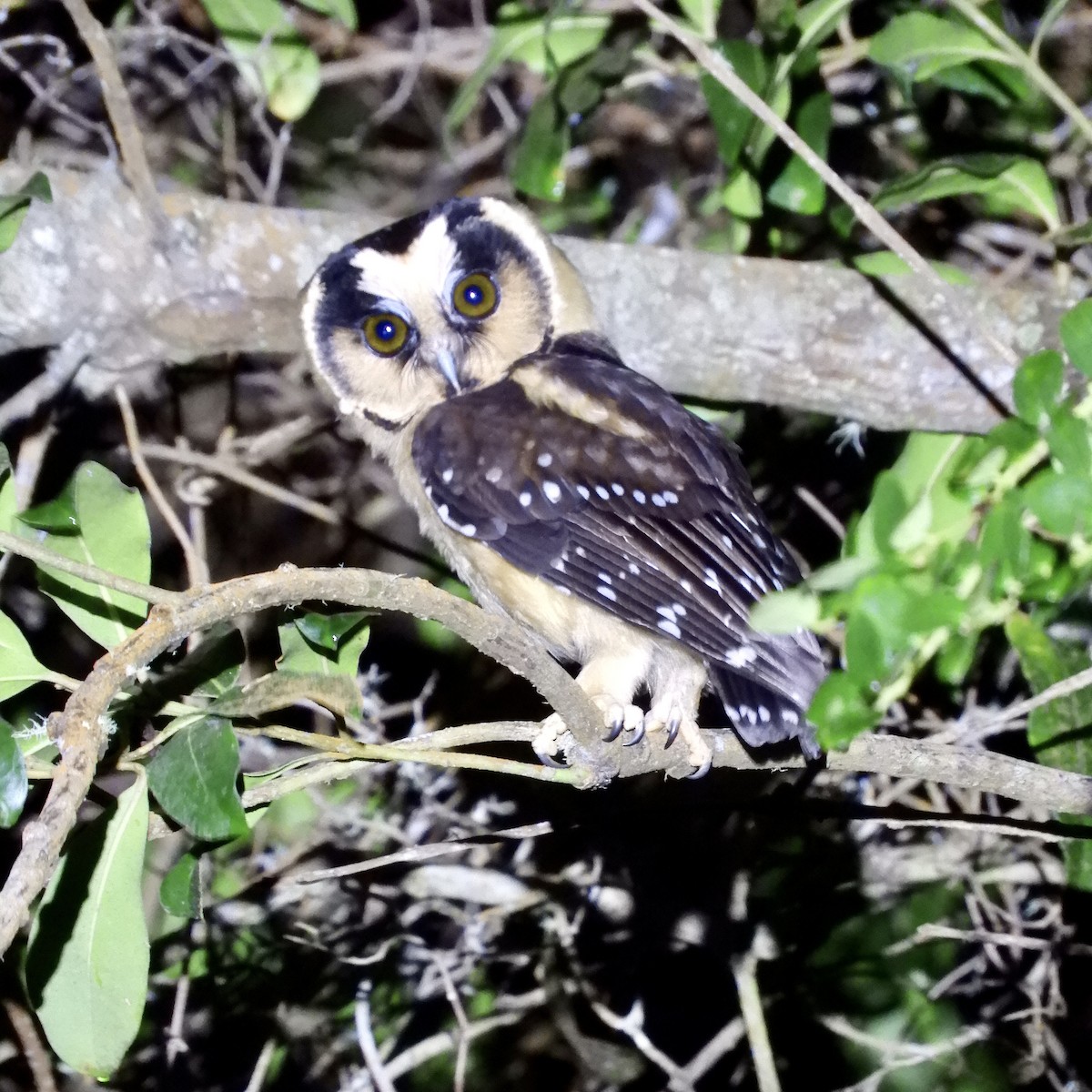 Buff-fronted Owl - ML615847330