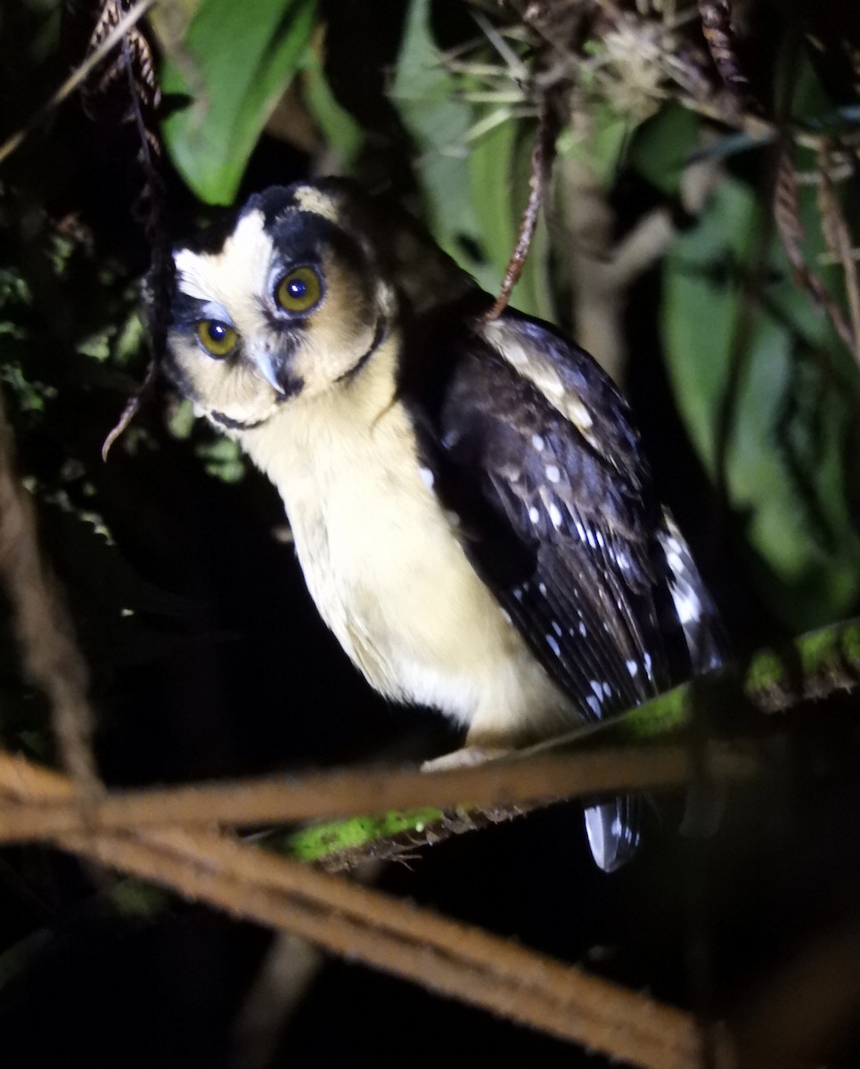 Buff-fronted Owl - ML615847331