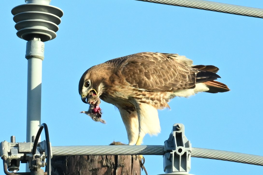 Red-tailed Hawk - ML615847368