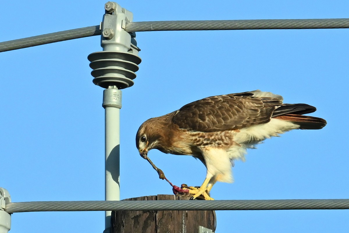 Red-tailed Hawk - ML615847370