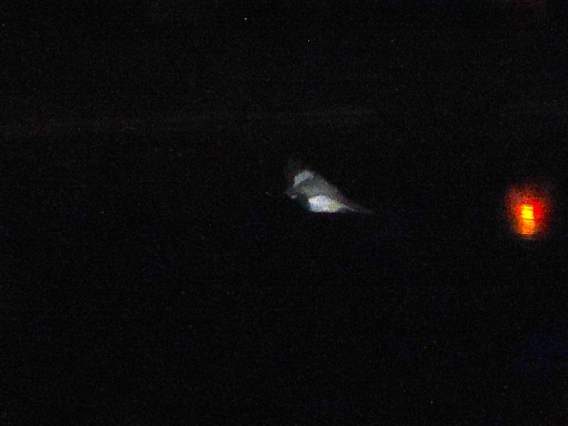 Weißbauch-Nachtschwalbe - ML615847407