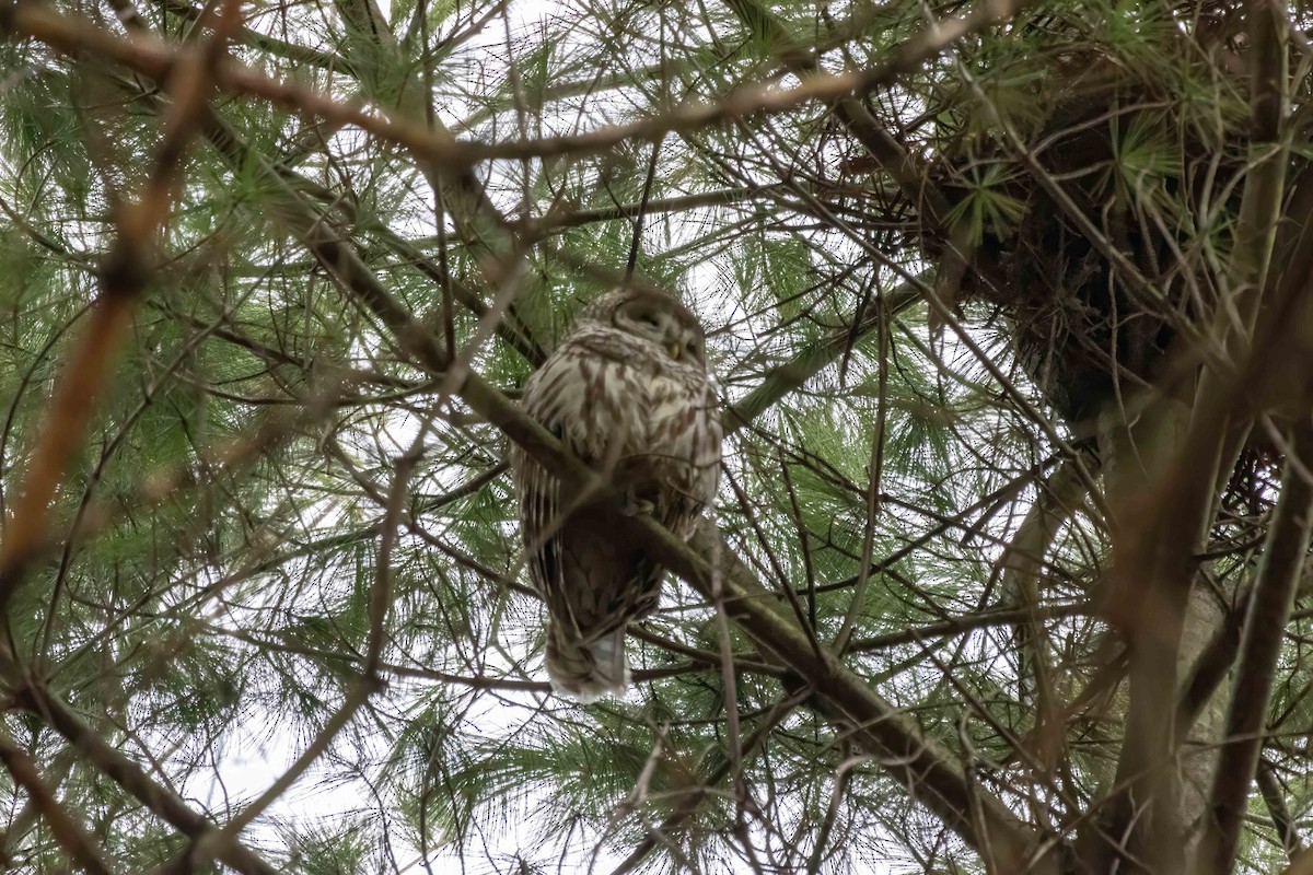 Barred Owl - ML615847423