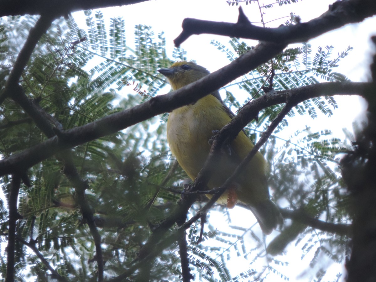 Purple-throated Euphonia - ML615847426