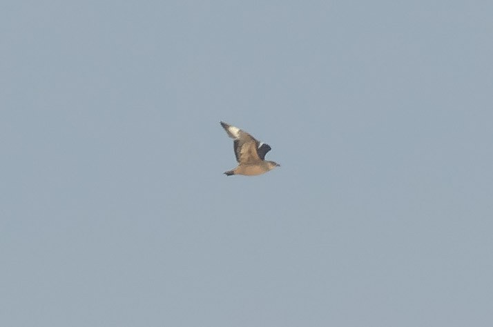 skua sp. - ML615847475
