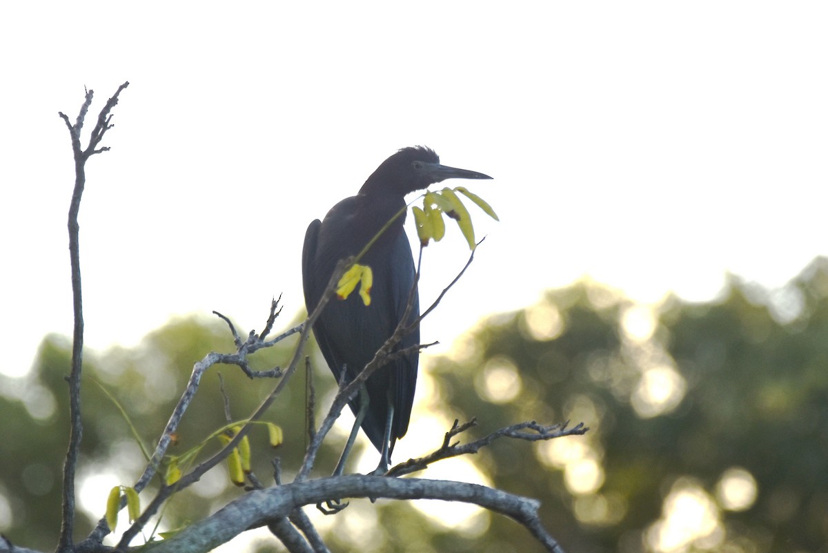 Little Blue Heron - irina shulgina