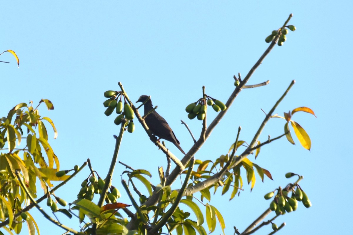 Pigeon à couronne blanche - ML615847564