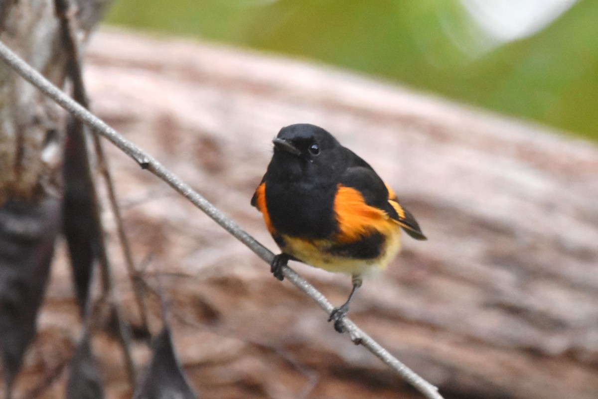 American Redstart - irina shulgina