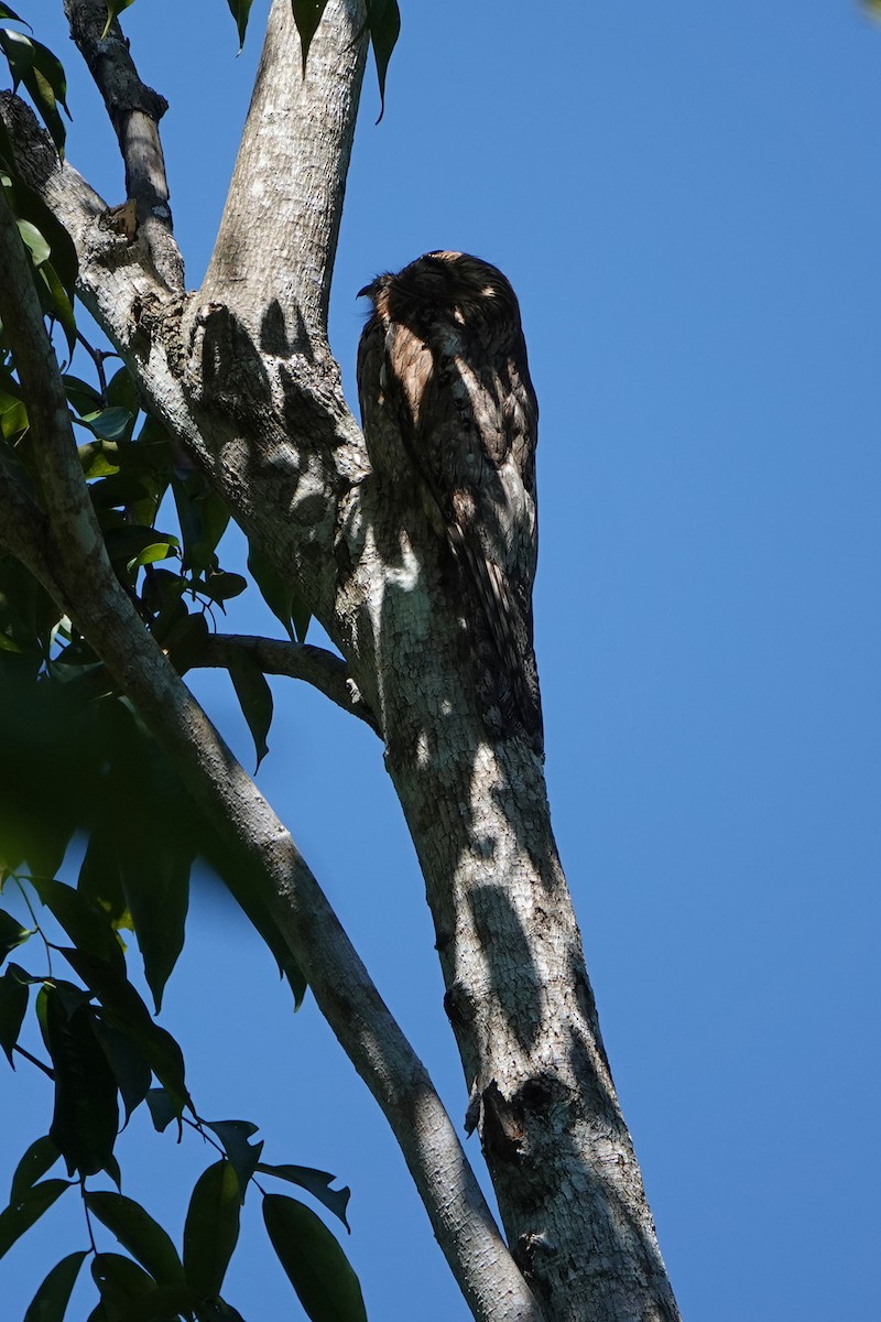 Northern Potoo - ML615847575