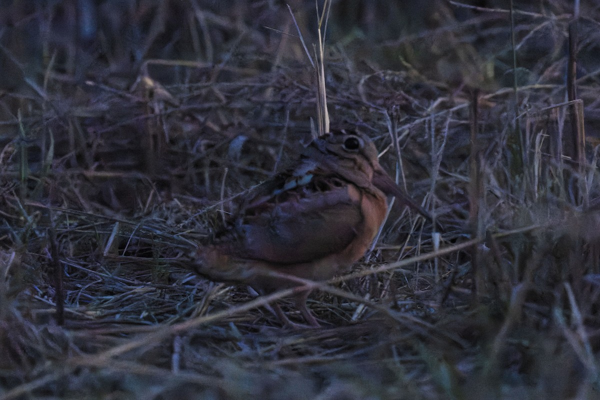 American Woodcock - ML615847579