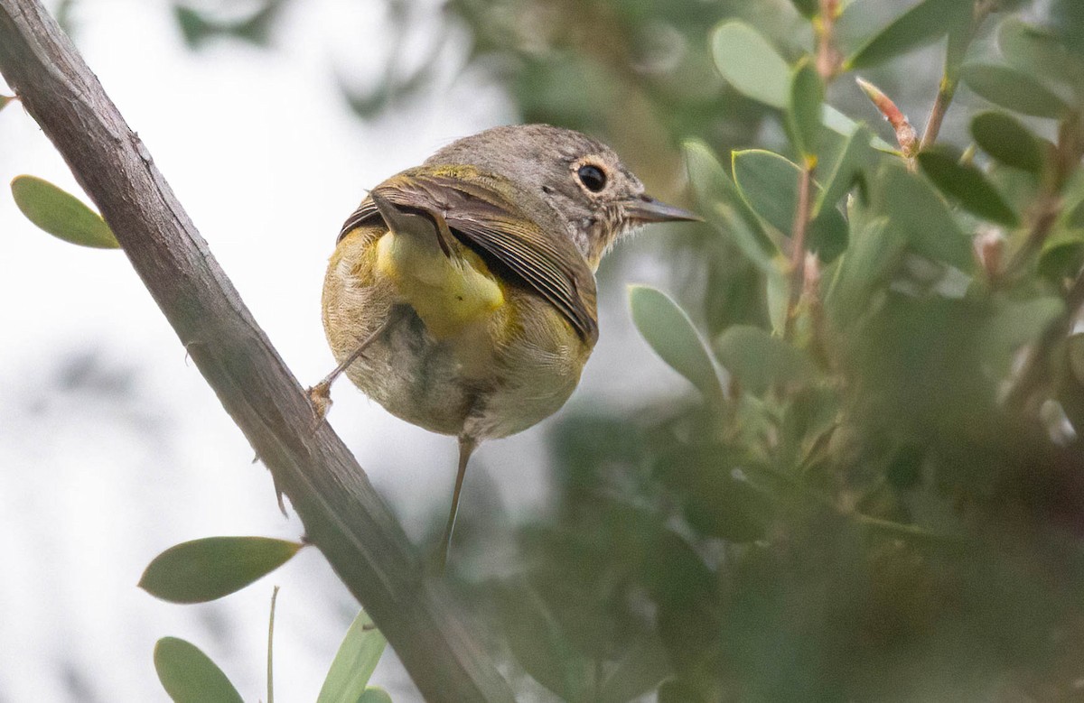 Nashville Warbler - ML615847614