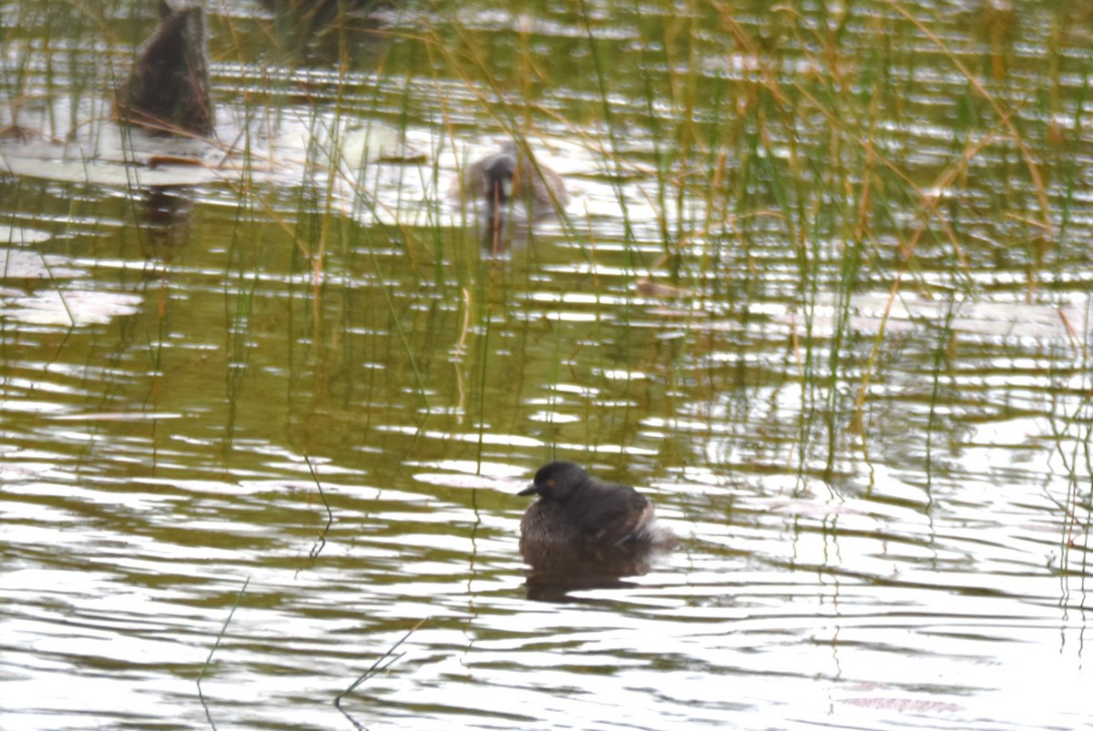 Least Grebe - ML615847623