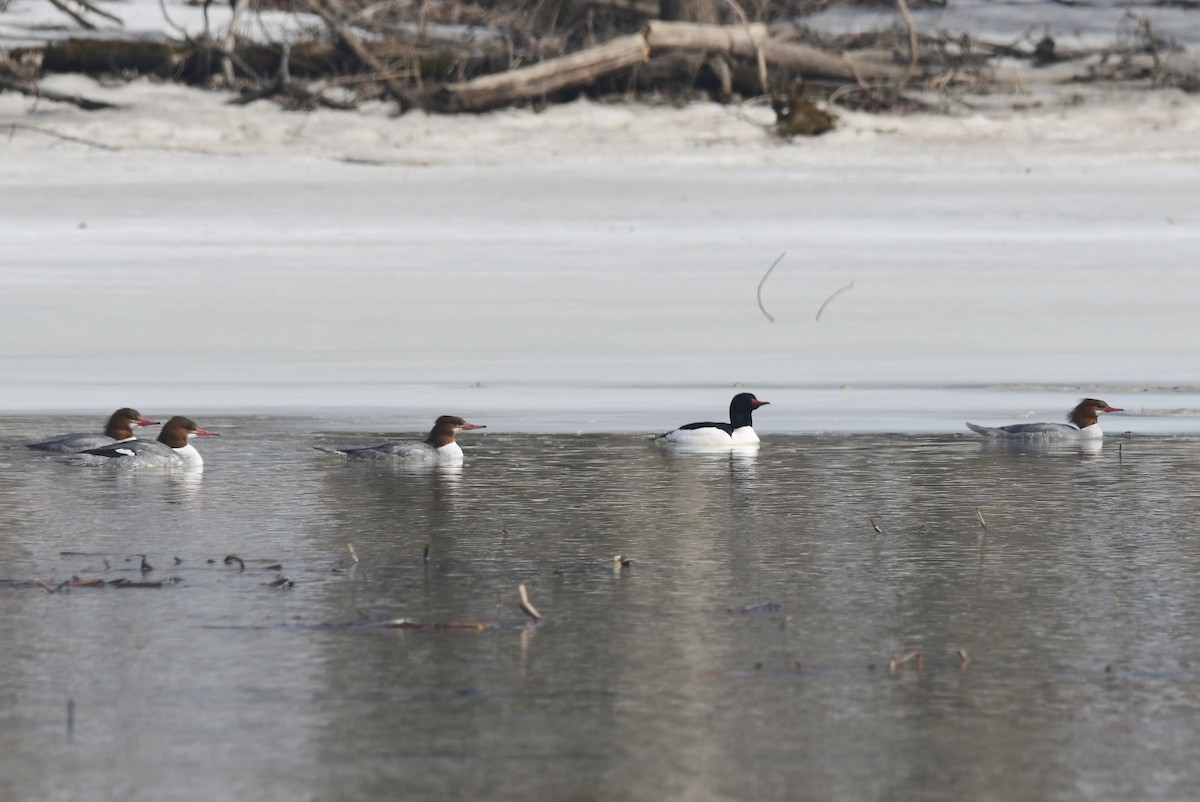 Common Merganser - ML615847639