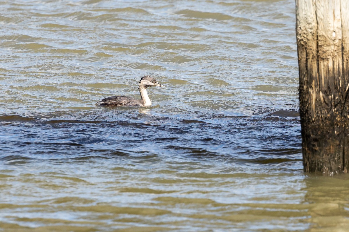 Hoary-headed Grebe - ML615847689