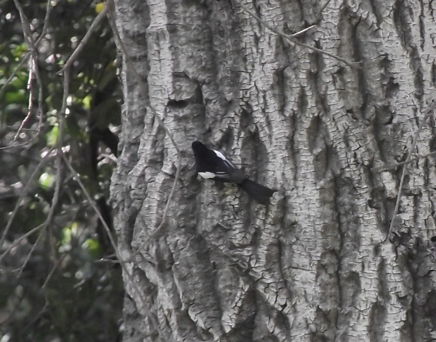 Painted Redstart - ML615847694