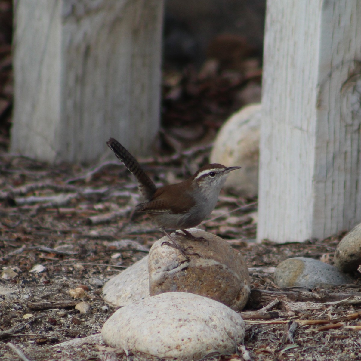 Bewick's Wren - James Jarrett