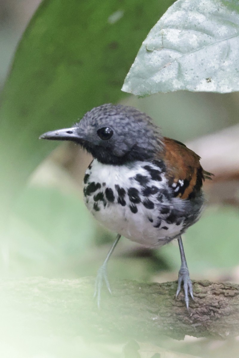 Spotted Antbird - ML615847808