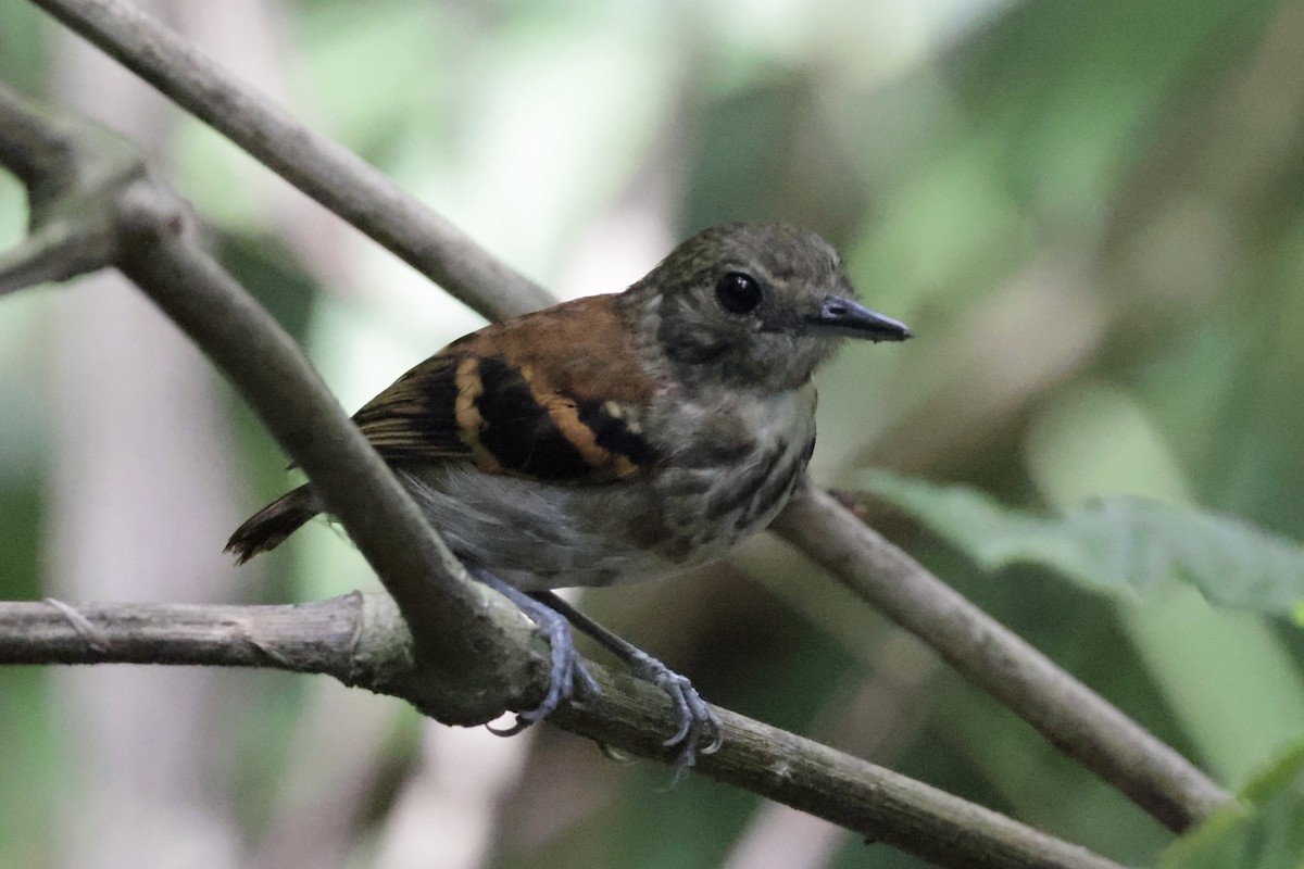 Spotted Antbird - ML615847809