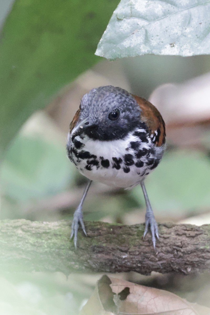 Spotted Antbird - ML615847810