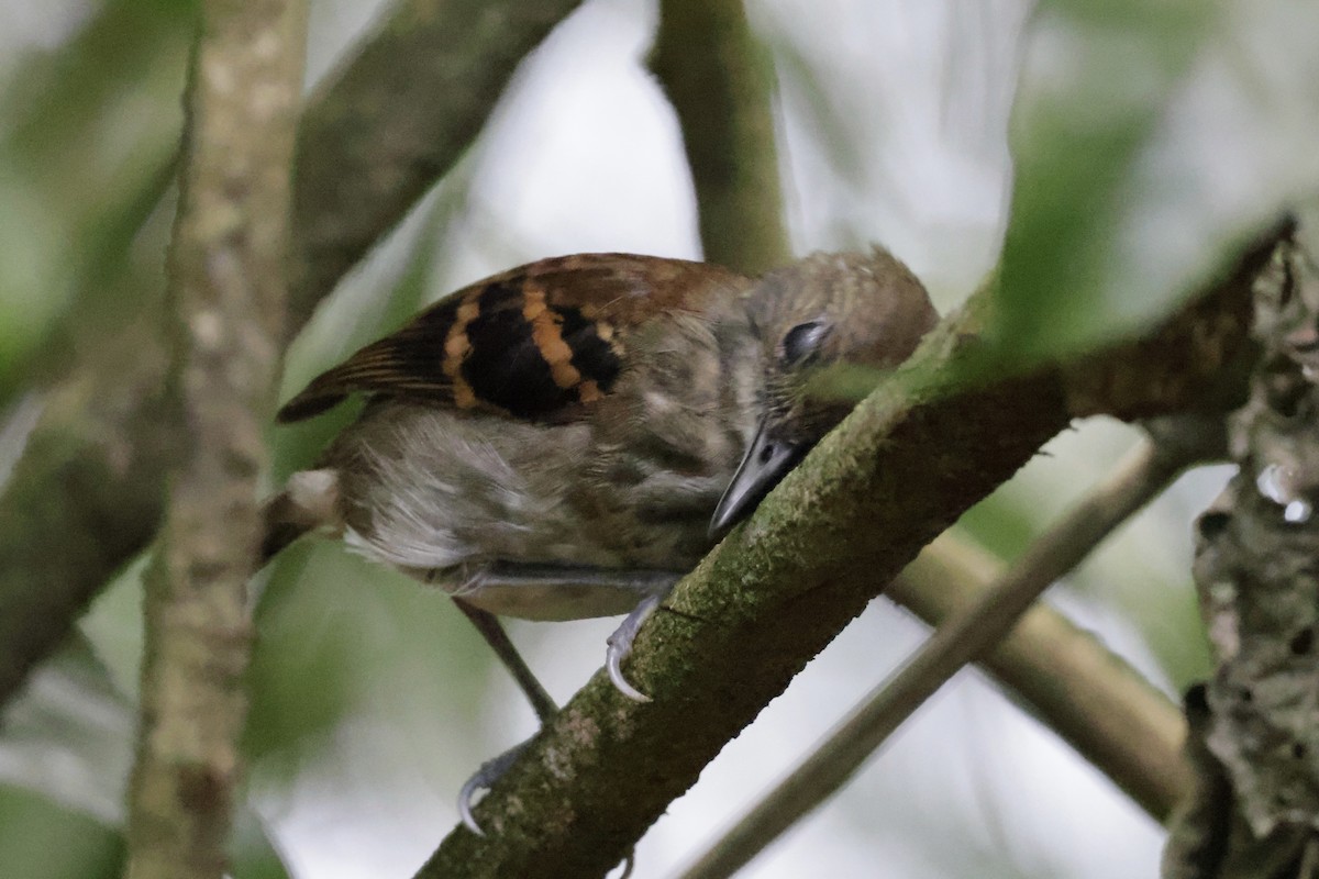 Spotted Antbird - Nolan P Walker