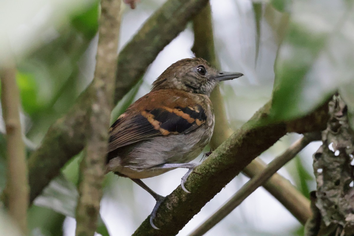 Spotted Antbird - Nolan P Walker