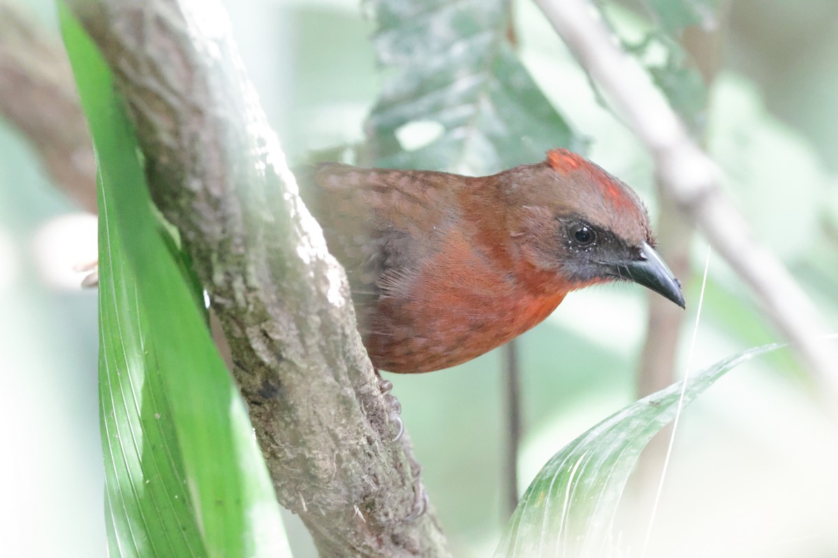 Red-throated Ant-Tanager - Nolan P Walker