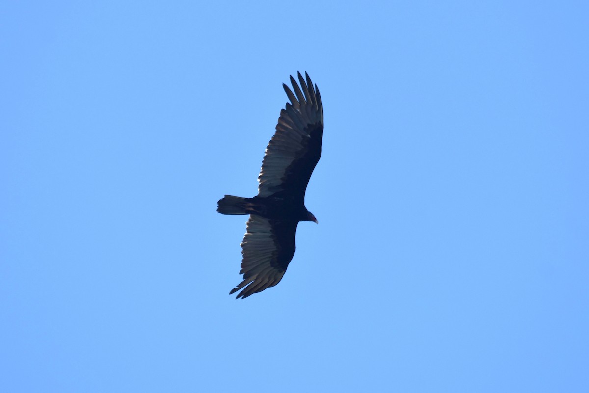 Turkey Vulture - ML615847935