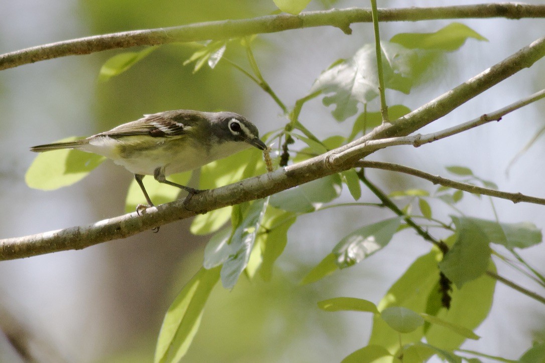 Blue-headed Vireo - ML615847956