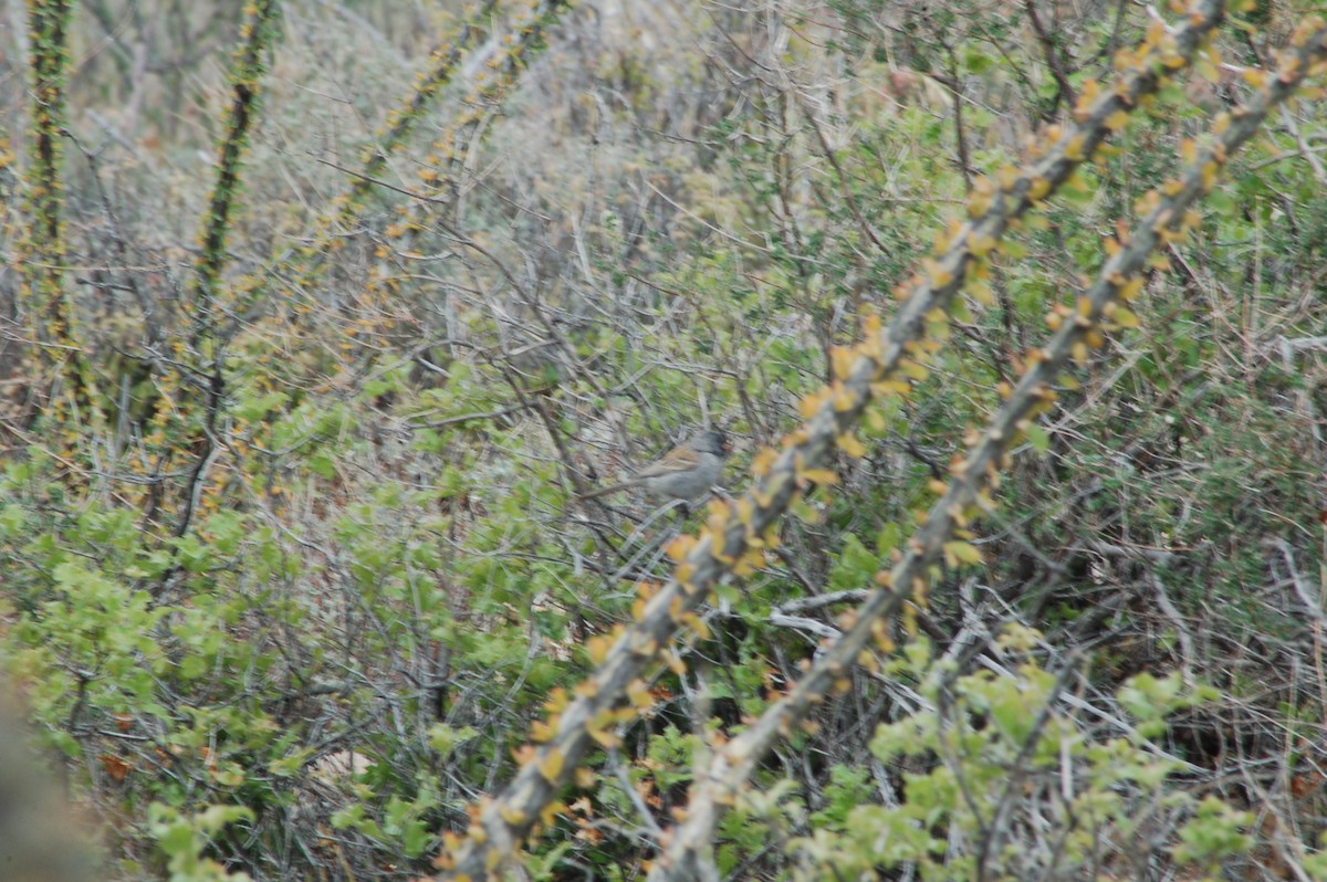 Black-chinned Sparrow - ML615847970