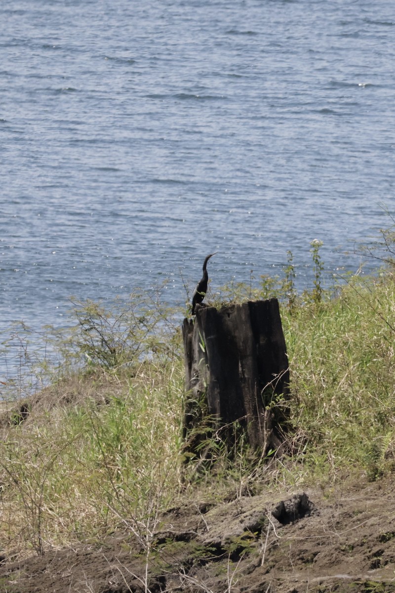 anhinga americká - ML615847982