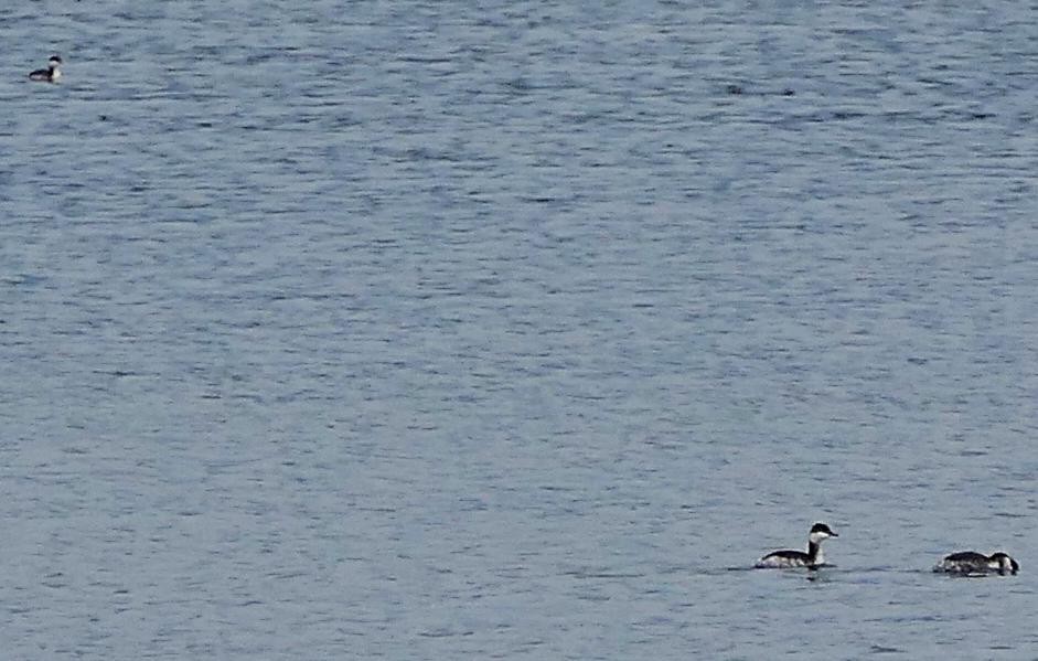 Horned/Eared Grebe - ML615847983