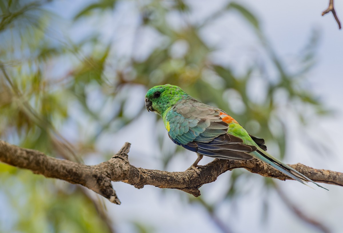 Red-rumped Parrot - ML615847985