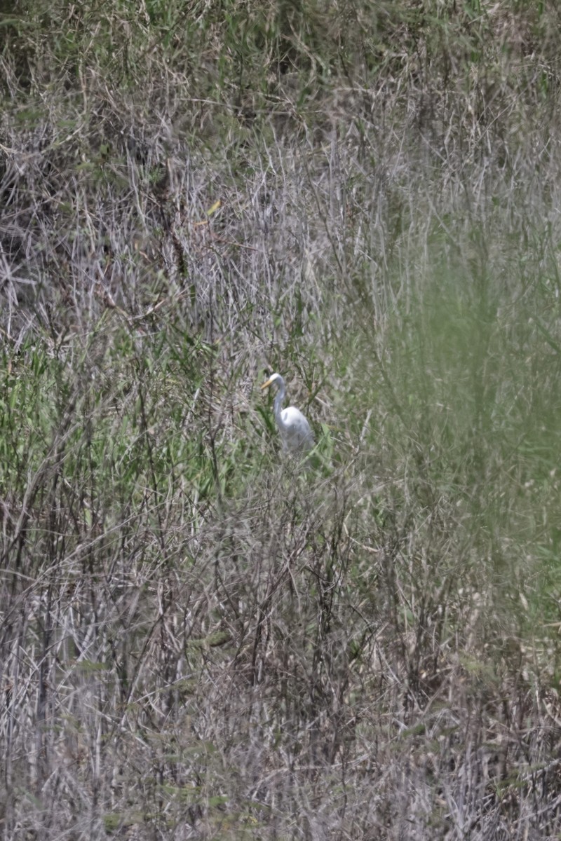 Great Egret - Nolan P Walker