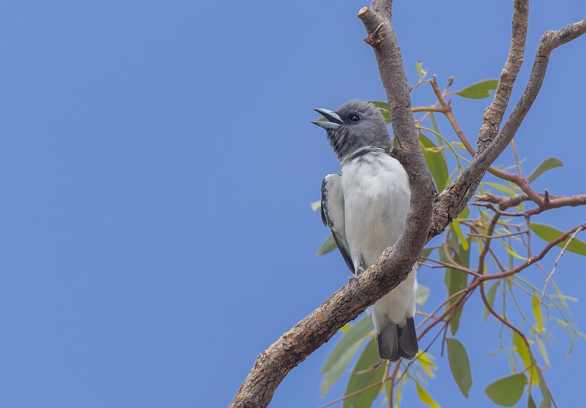 White-breasted Woodswallow - ML615848003