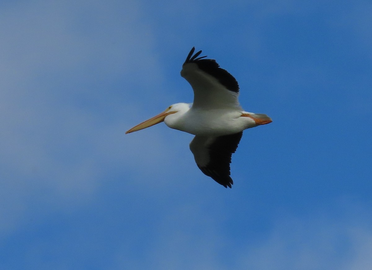 American White Pelican - ML615848008