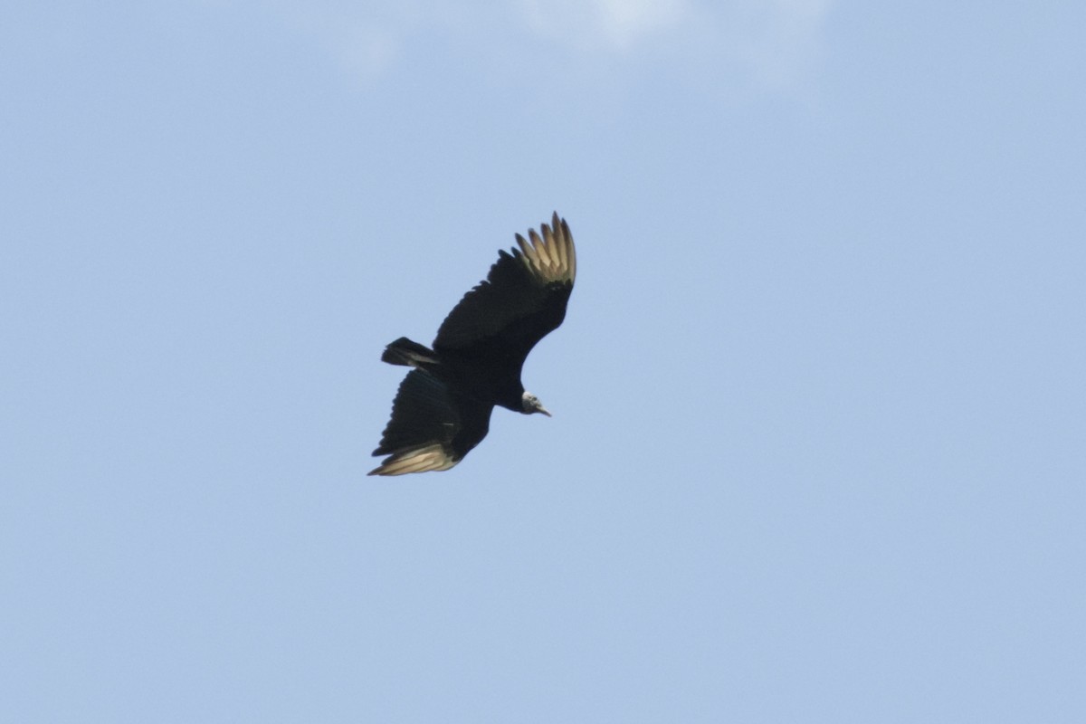 Black Vulture - Nolan P Walker