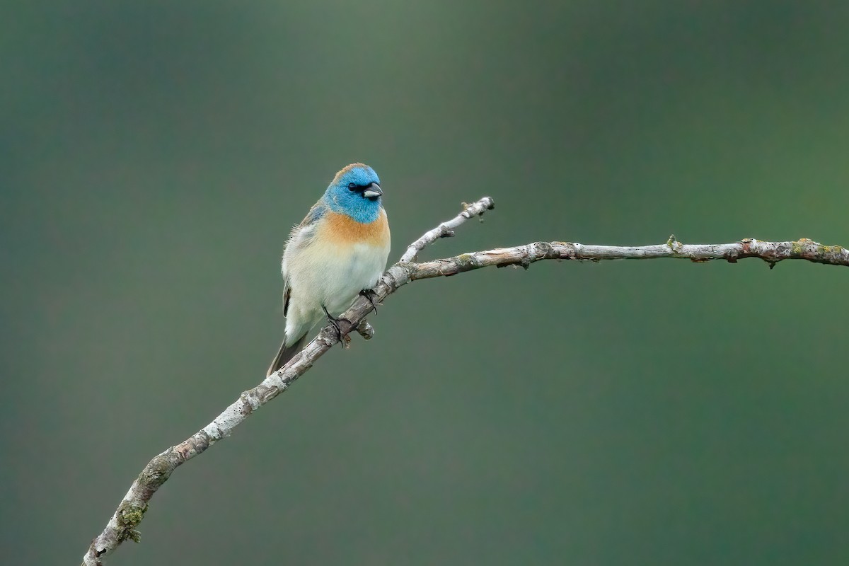 Lazuli Bunting - ML615848070