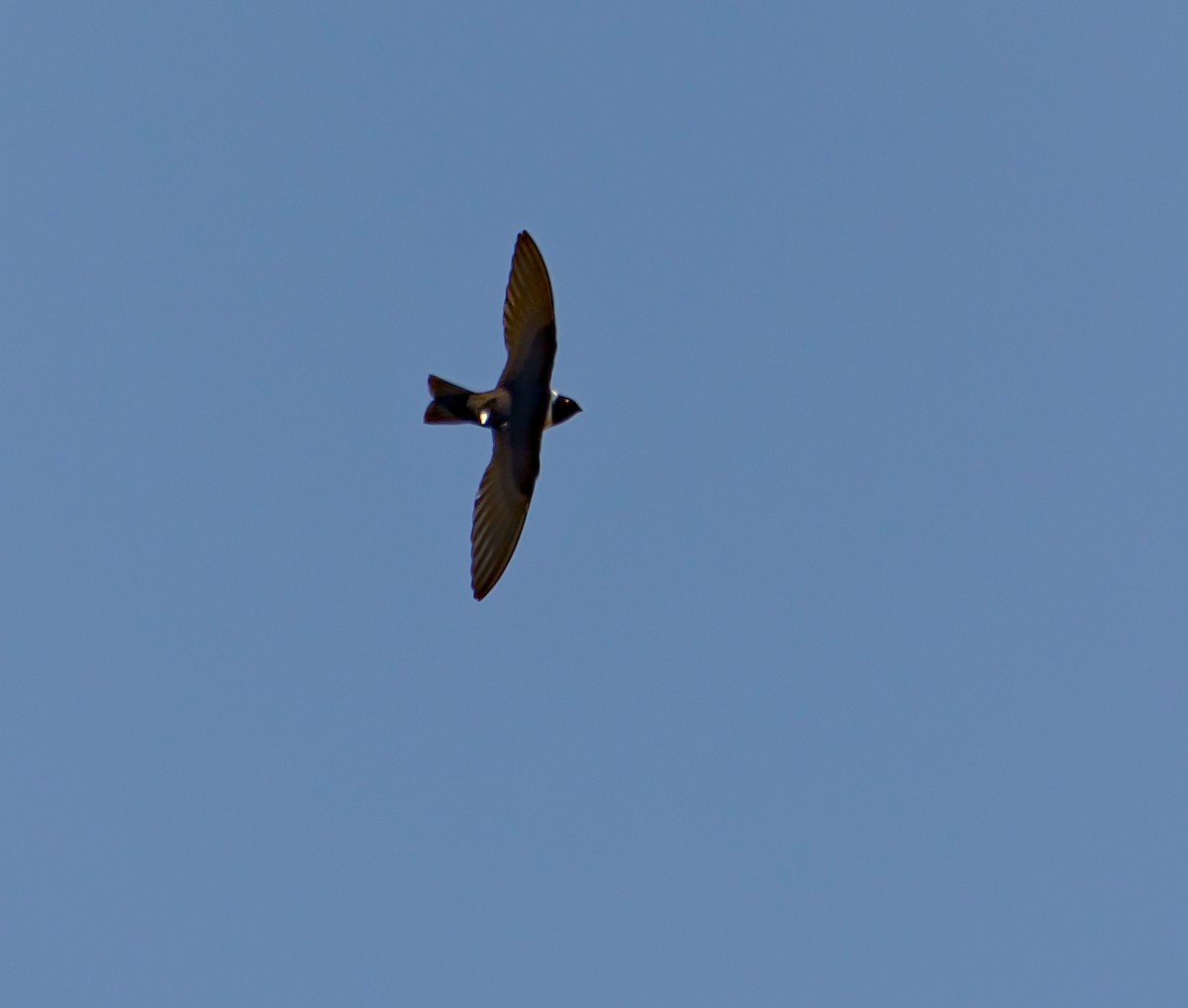 White-collared Swift - Larry Waddell