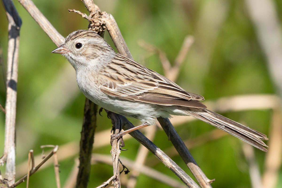 Brewer's Sparrow - ML615848103