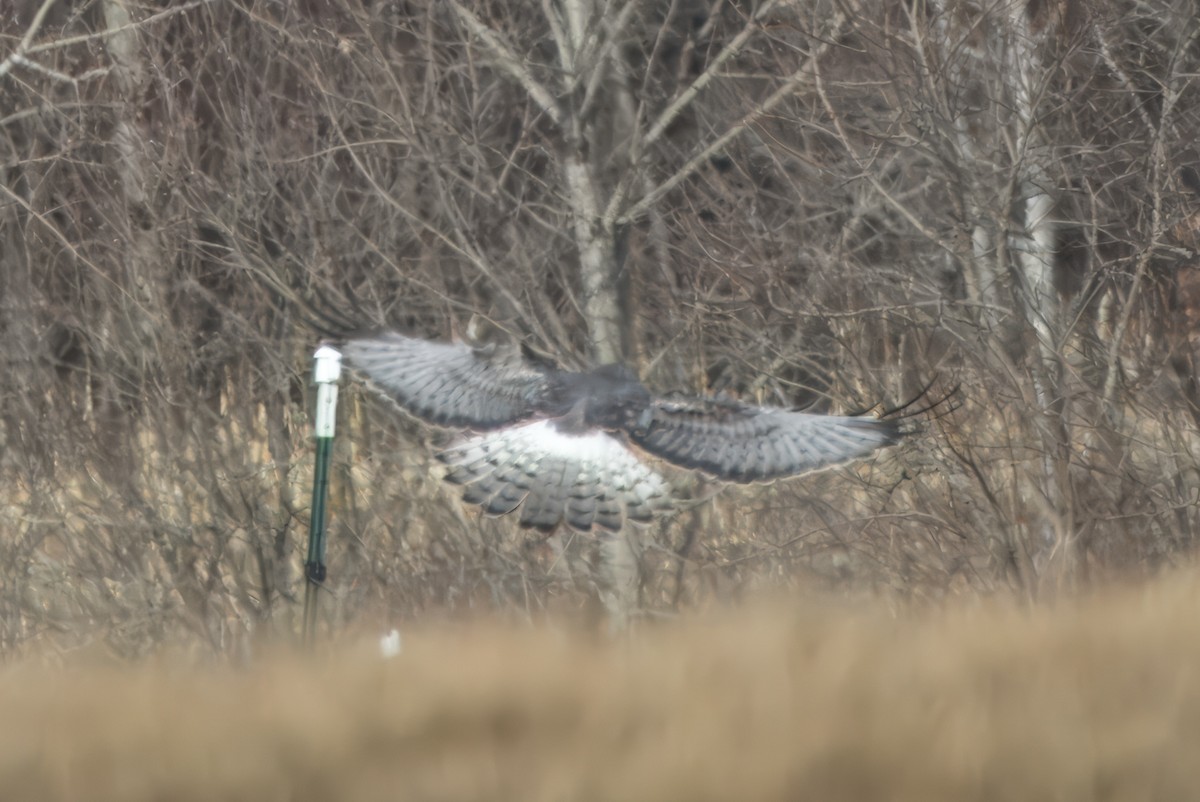 Northern Harrier - ML615848104