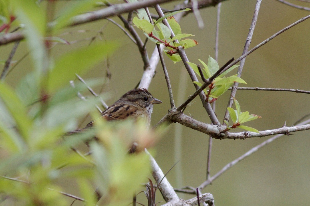 Swamp Sparrow - ML615848115