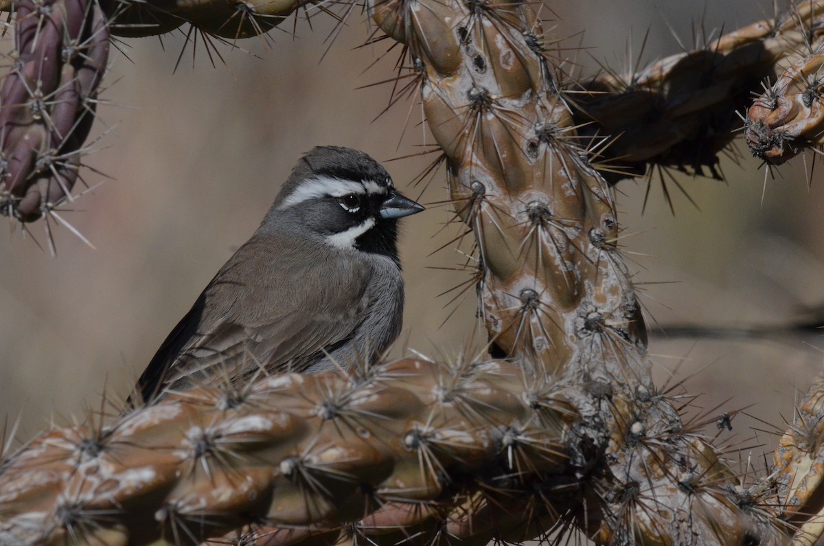 Black-throated Sparrow - Matthew Dickerson