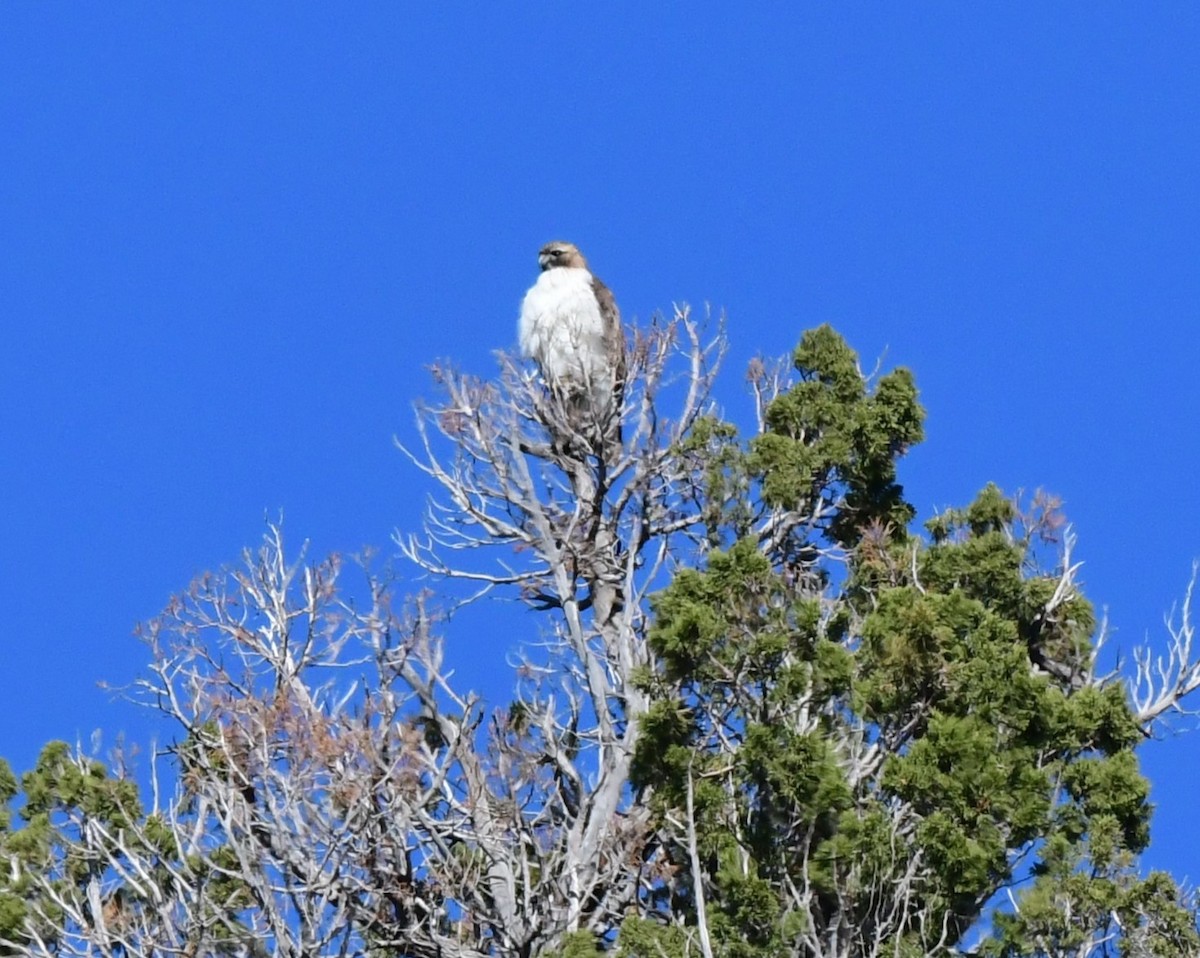 Red-tailed Hawk - ML615848202