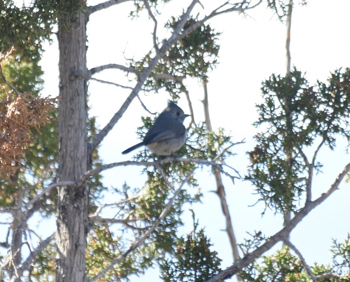 Juniper Titmouse - ML615848214