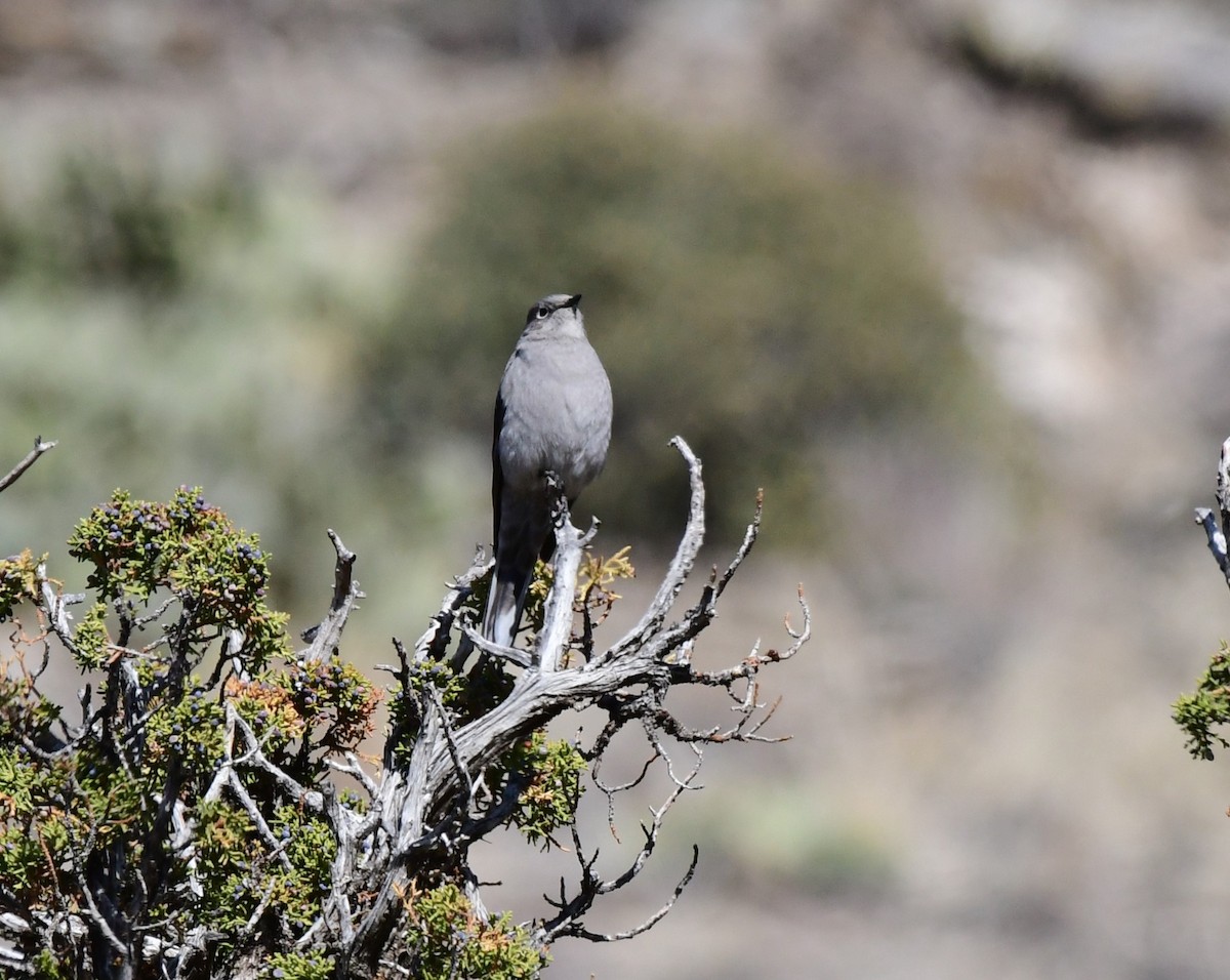 Townsend's Solitaire - ML615848225