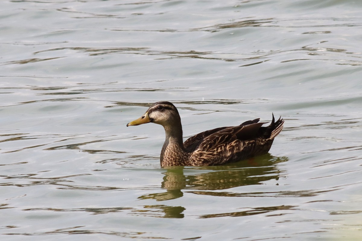 Mallard x Mottled Duck (hybrid) - Margaret Viens