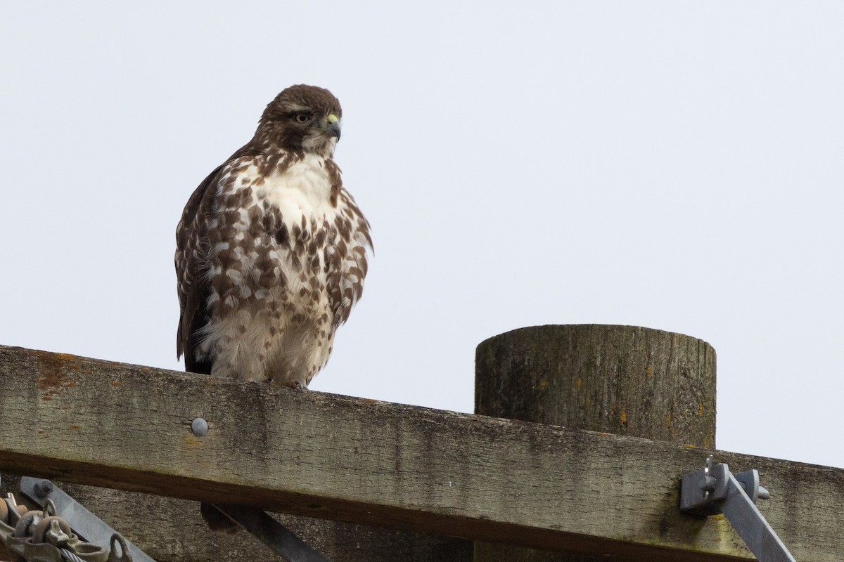 Red-tailed Hawk - ML615848258
