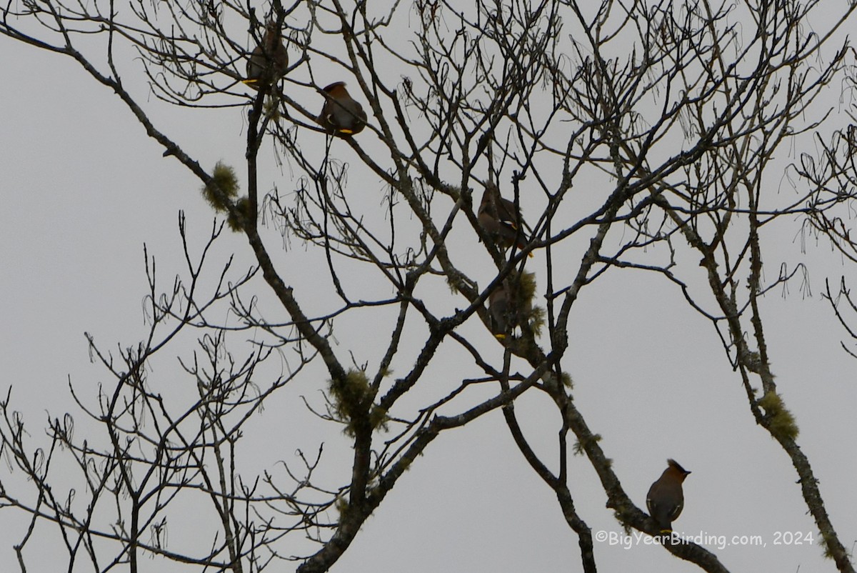 Bohemian Waxwing - ML615848264