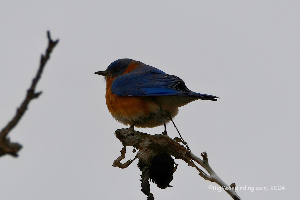 Eastern Bluebird - ML615848272