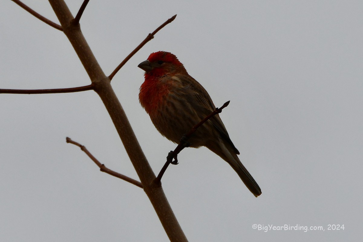 House Finch - ML615848276