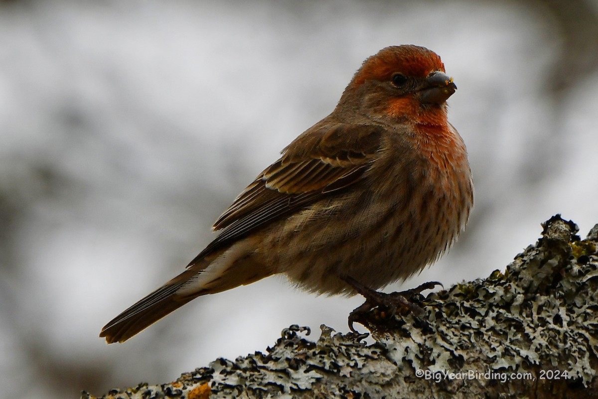 House Finch - ML615848277